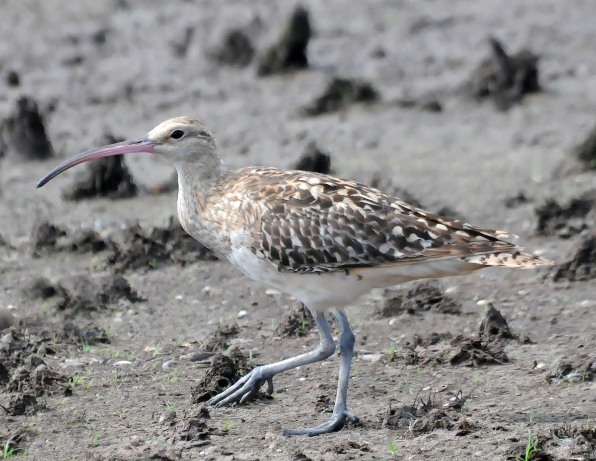 Bristle-thighed Curlew - Steven Mlodinow