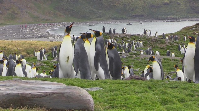 tučňák patagonský - ML472539731