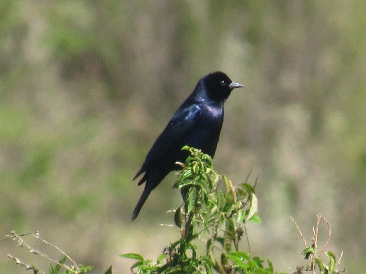 Shiny Cowbird - ML472540301