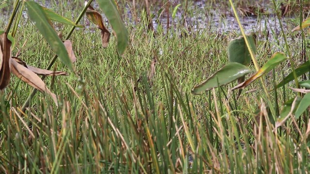 Purple Gallinule - ML472541