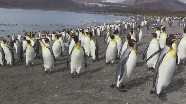 Королевский пингвин - ML472541111