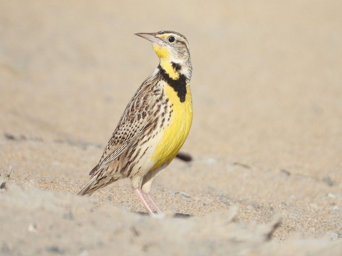 Western Meadowlark - ML472541261