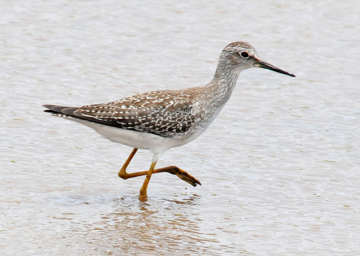 Lesser Yellowlegs - ML47254261