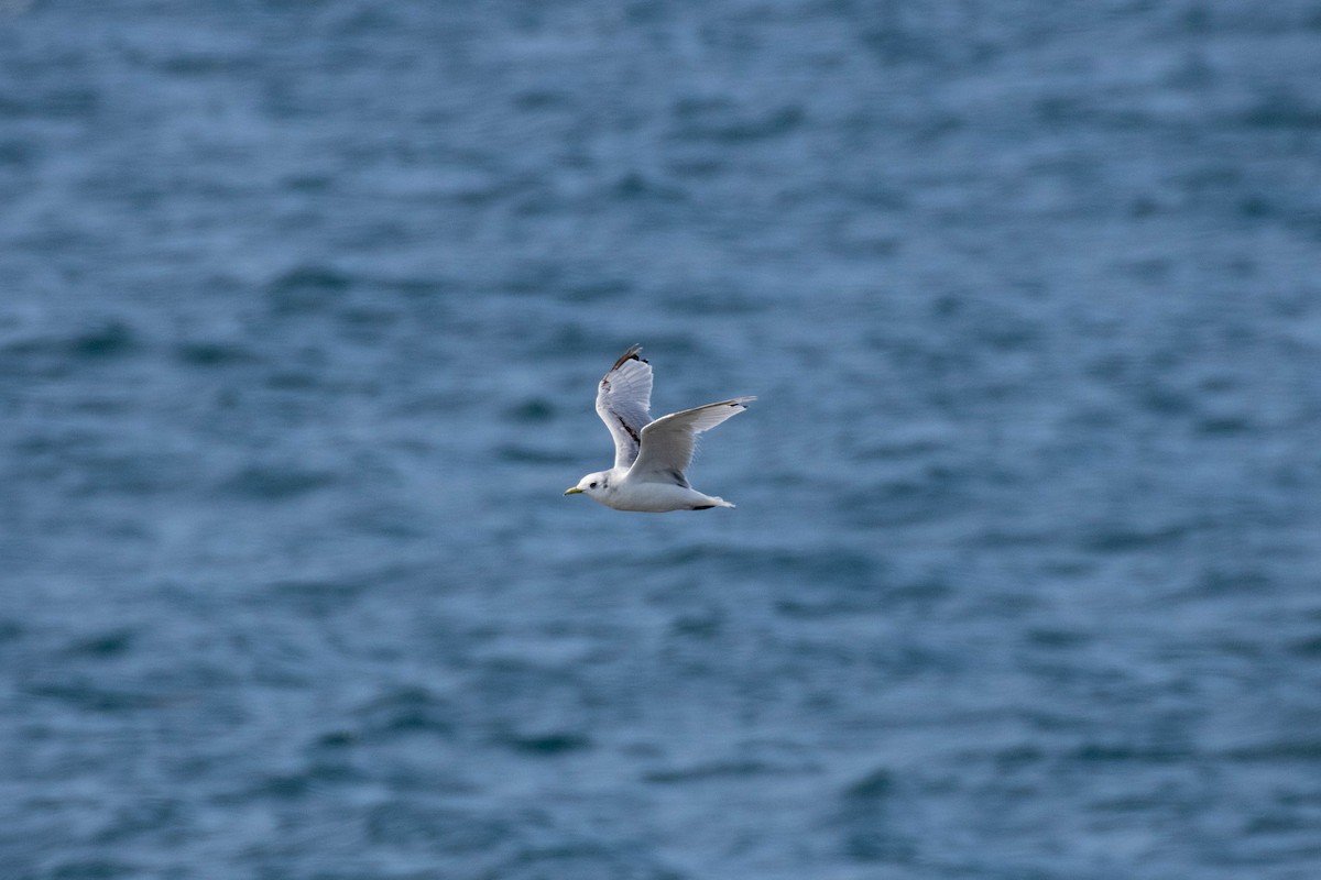 Black-legged Kittiwake - Thomas Gonye