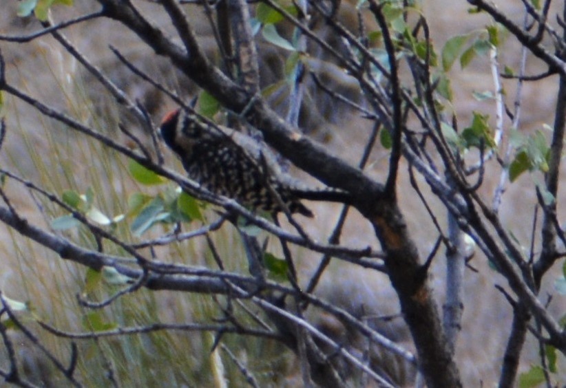 Ladder-backed Woodpecker - ML472543161