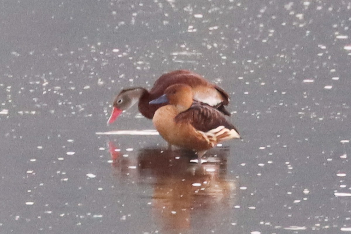 Fulvous Whistling-Duck - ML472543601