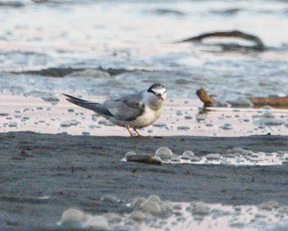 Least Tern - ML472543841