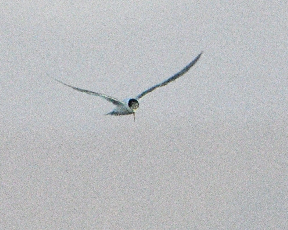 Least Tern - Carl Stein