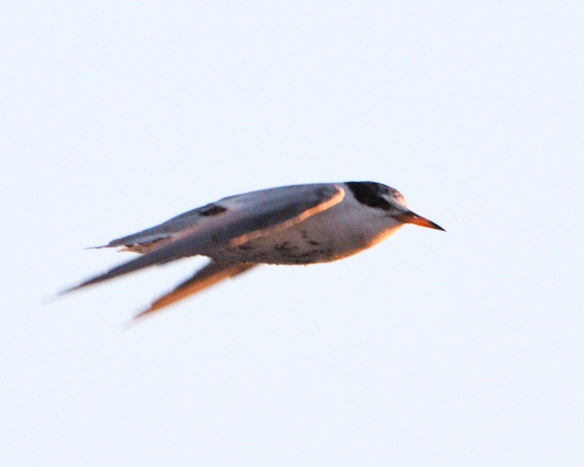 Least Tern - ML472543871