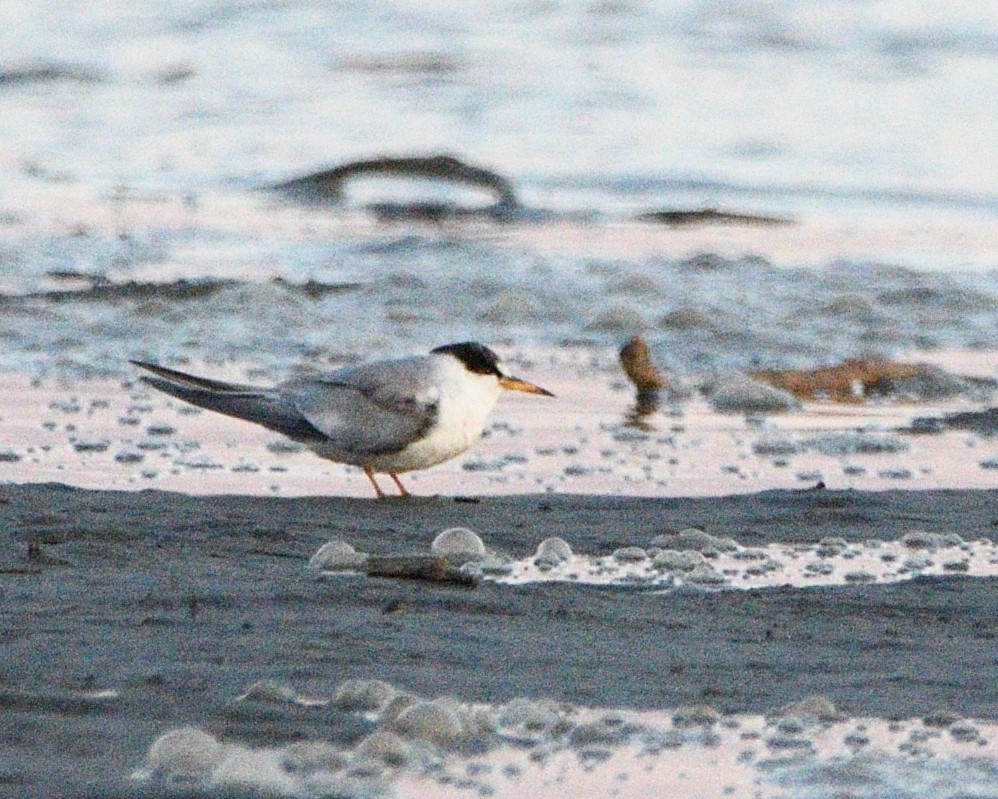 Least Tern - ML472543891