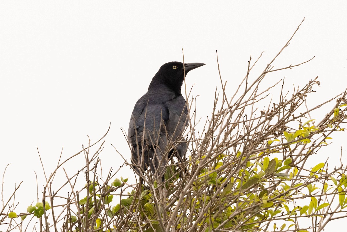 Great-tailed Grackle - ML472543971