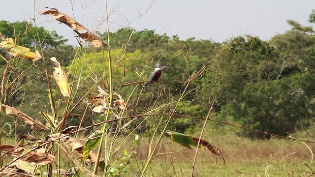Красногрудый зимородок (torquata/stictipennis) - ML472544