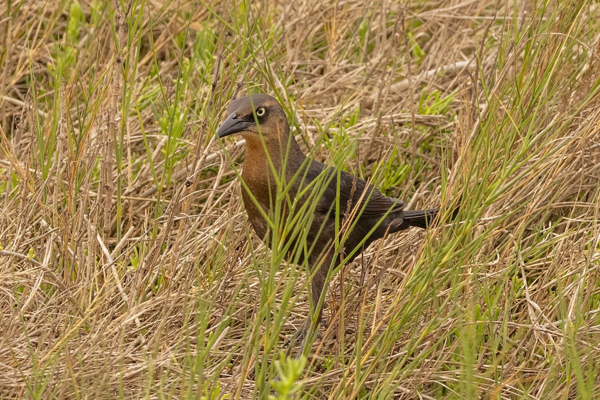 Great-tailed Grackle - ML472544001