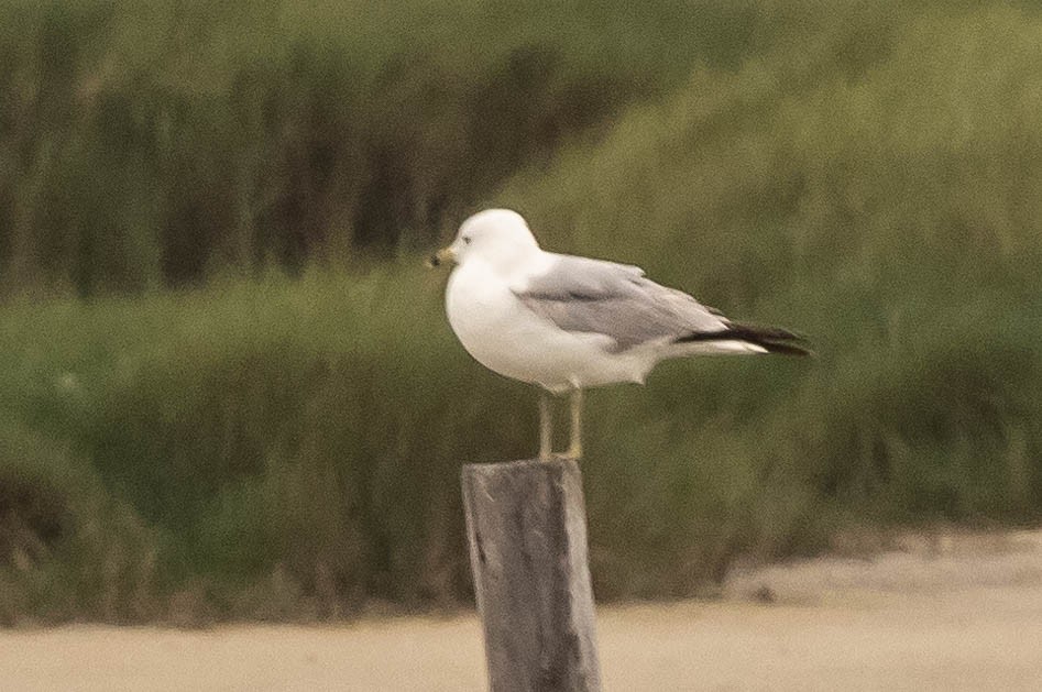 Ring-billed Gull - ML472544871