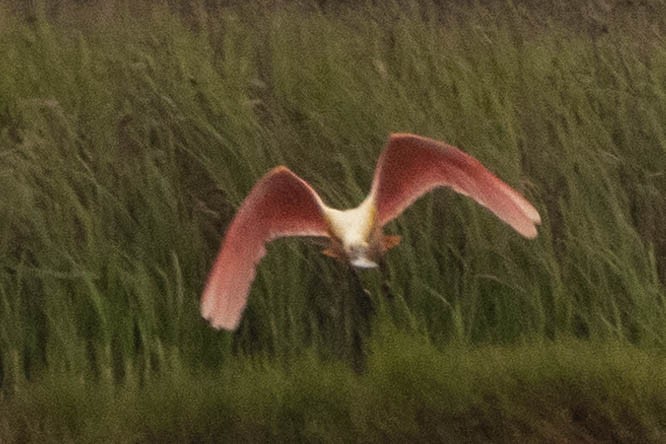 Roseate Spoonbill - Ann Van Sant