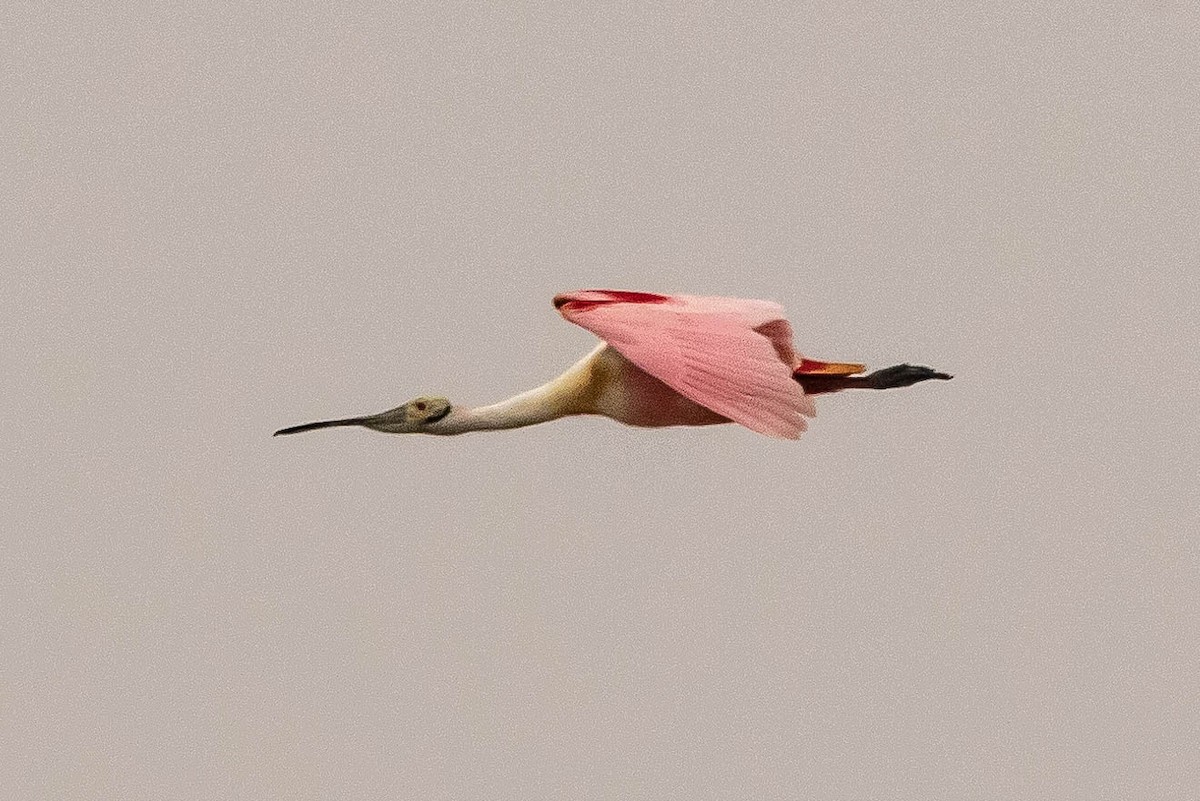 Roseate Spoonbill - ML472544991