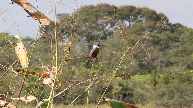 Martin-pêcheur à ventre roux (torquata/stictipennis) - ML472545