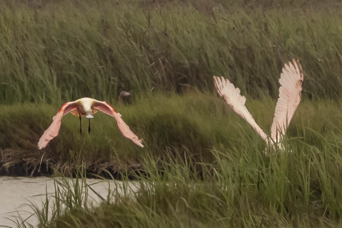 Roseate Spoonbill - ML472545021