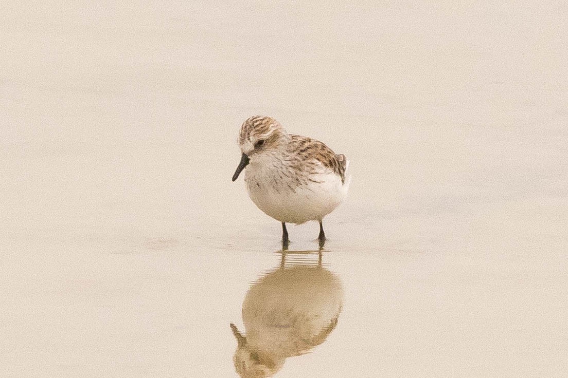 Semipalmated Sandpiper - ML472545341