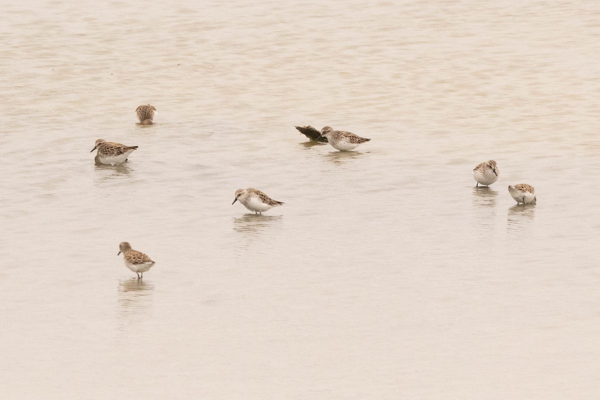 Semipalmated Sandpiper - ML472545401