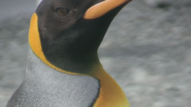 Королевский пингвин - ML472546571