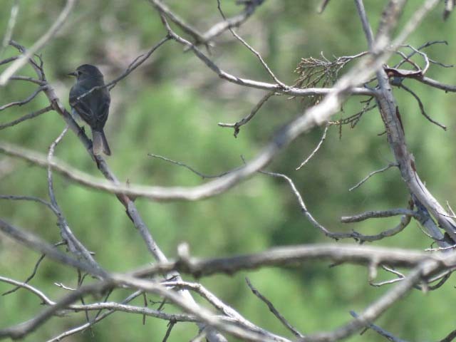 Gray Flycatcher - Ed  Newbold