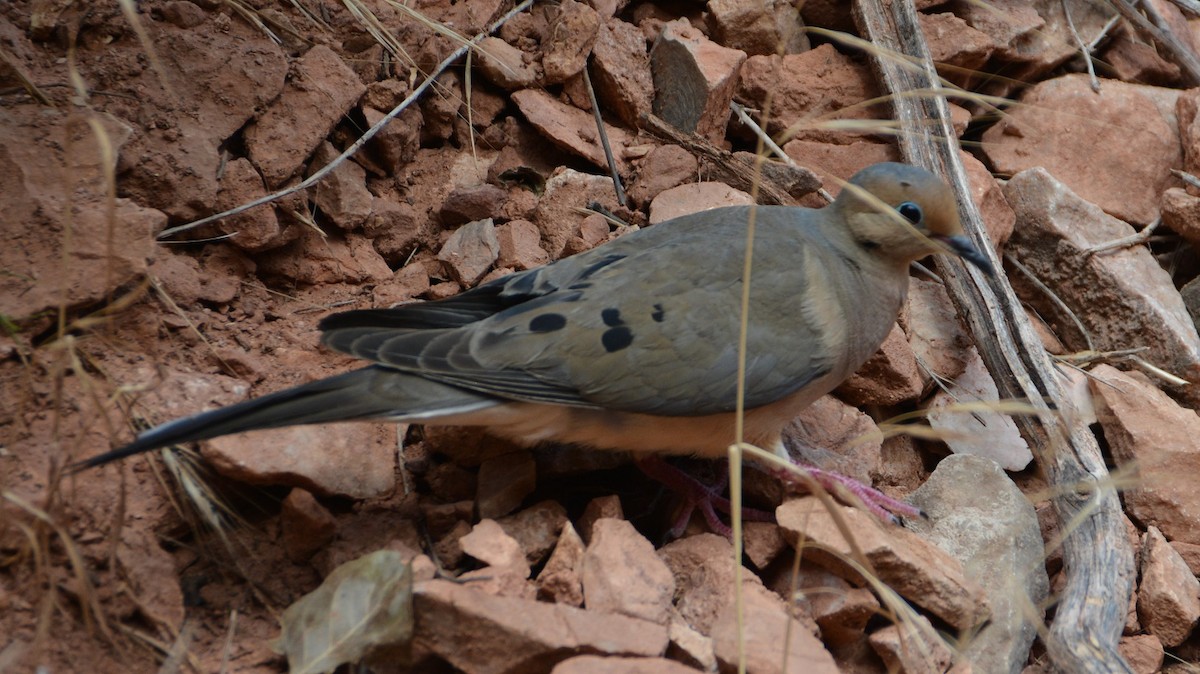 Mourning Dove - ML472548941