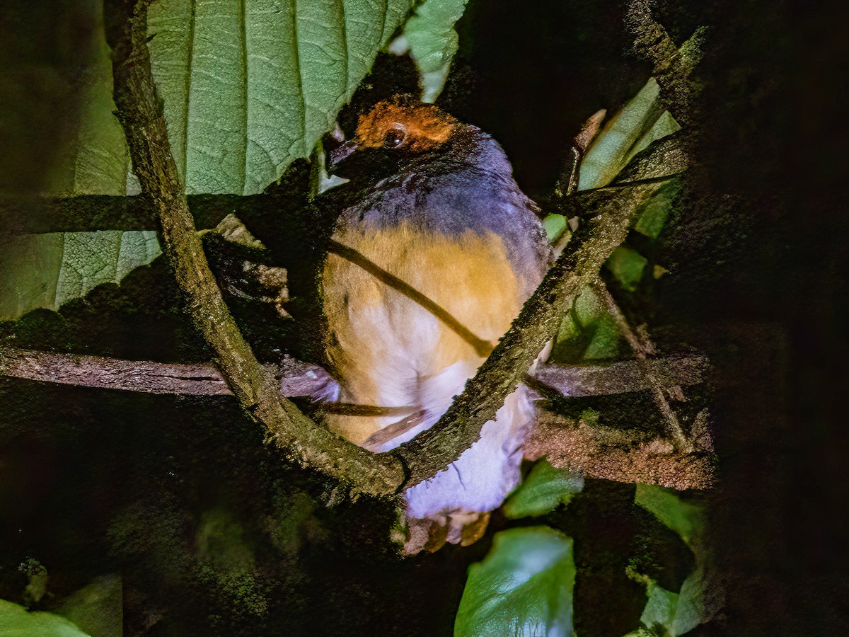 Tawny-faced Quail - ML472551131