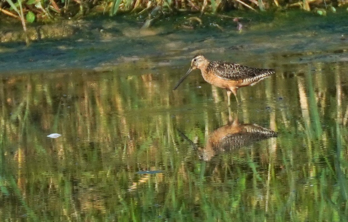 Long-billed Dowitcher - ML472551611