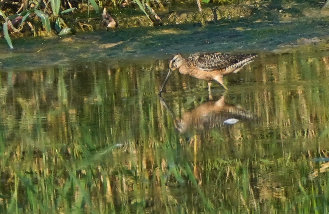 Long-billed Dowitcher - ML472551621