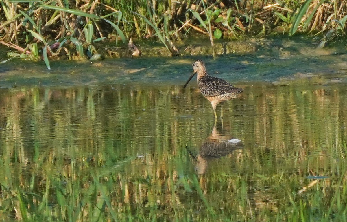 Long-billed Dowitcher - ML472551631
