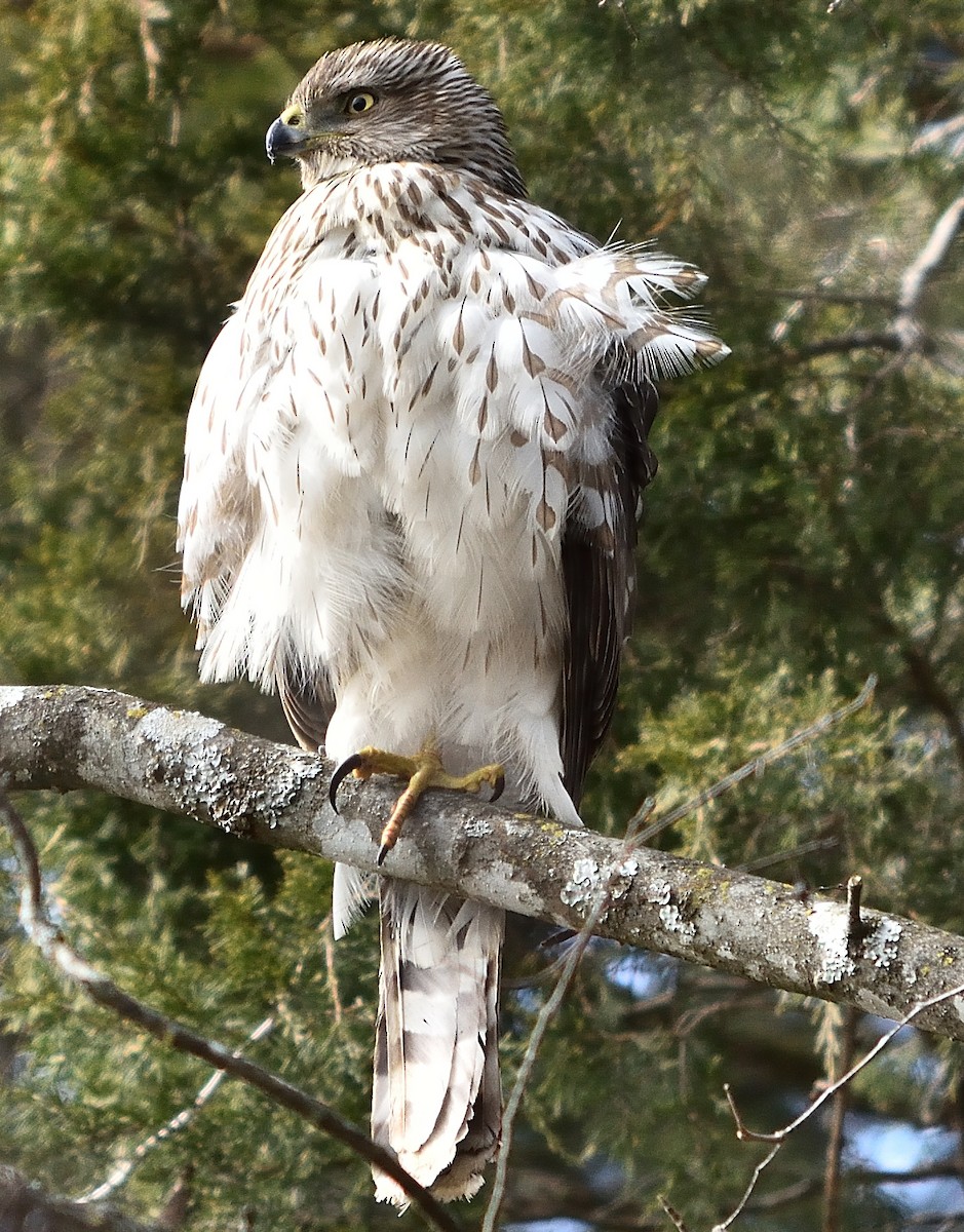 Cooper's Hawk - ML47255211