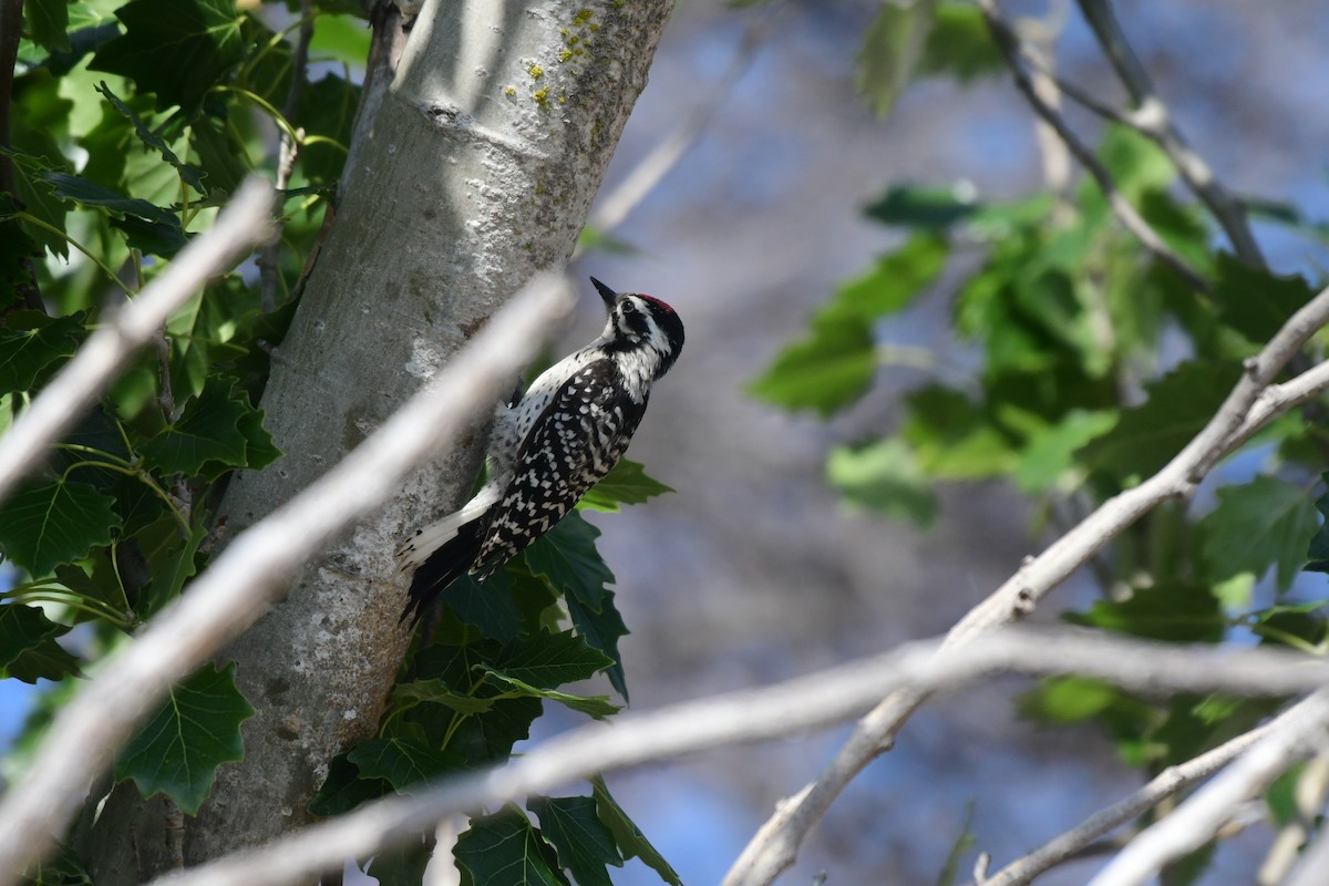 Nuttall's Woodpecker - ML472552901