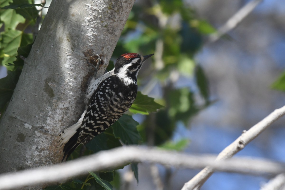 Nuttall's Woodpecker - ML472553071