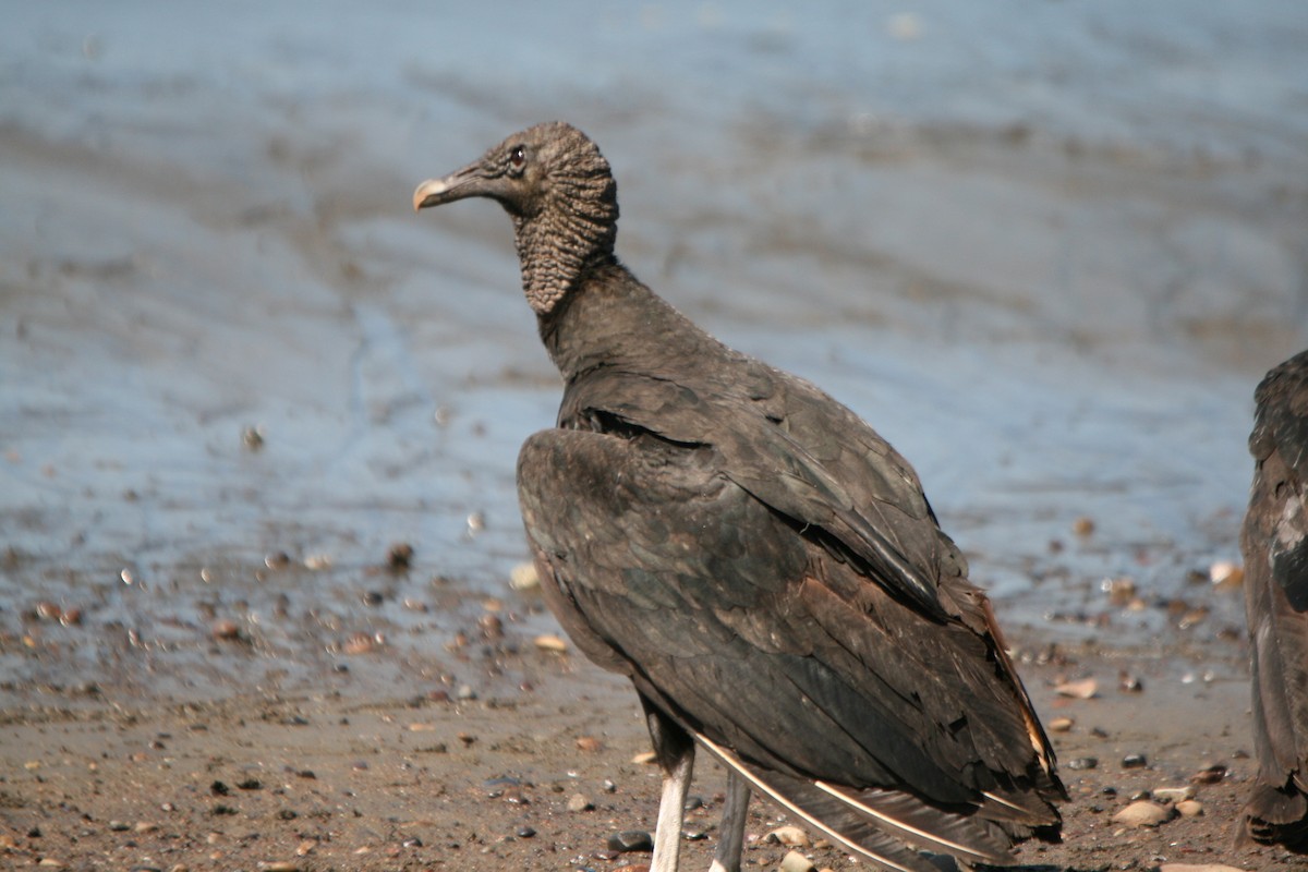 Black Vulture - ML47255471