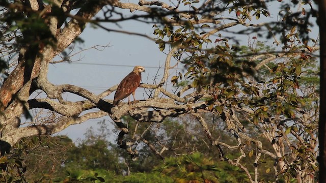 Black-collared Hawk - ML472555