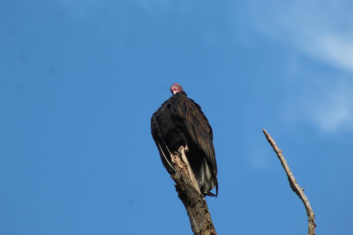 Turkey Vulture - ML472556021