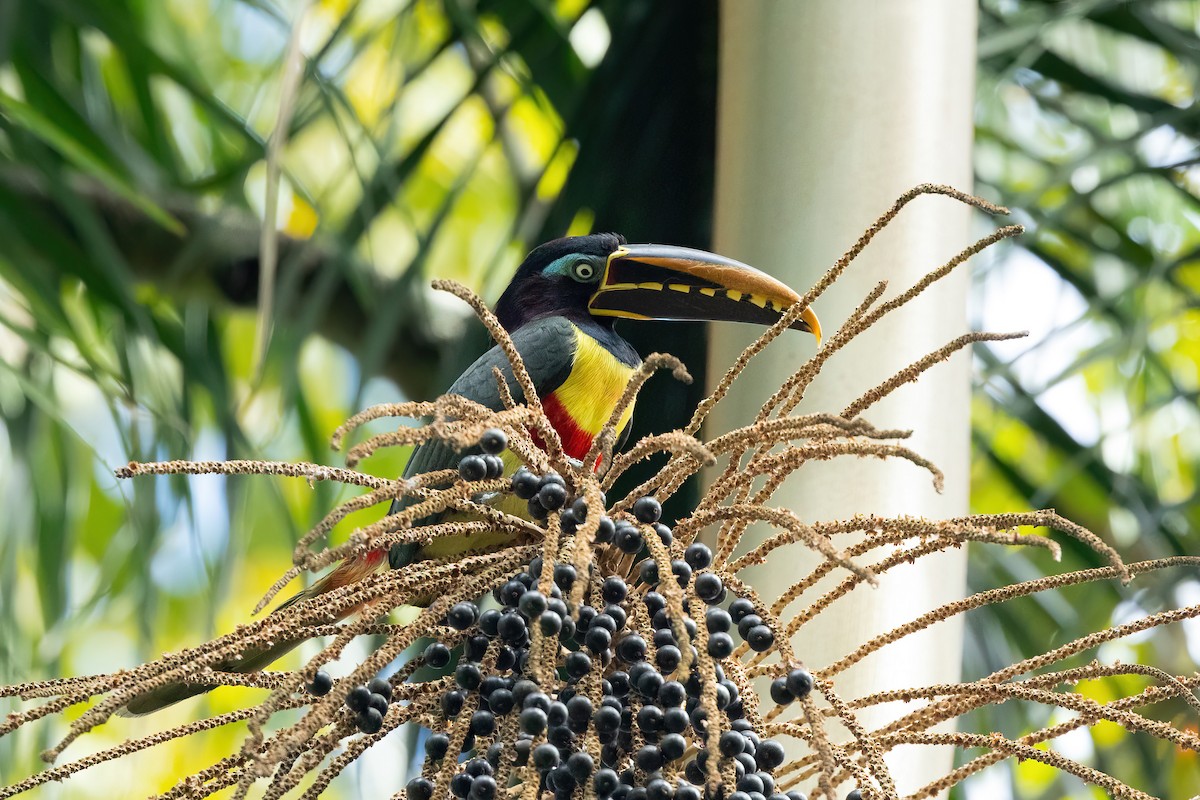 Chestnut-eared Aracari - ML472557751