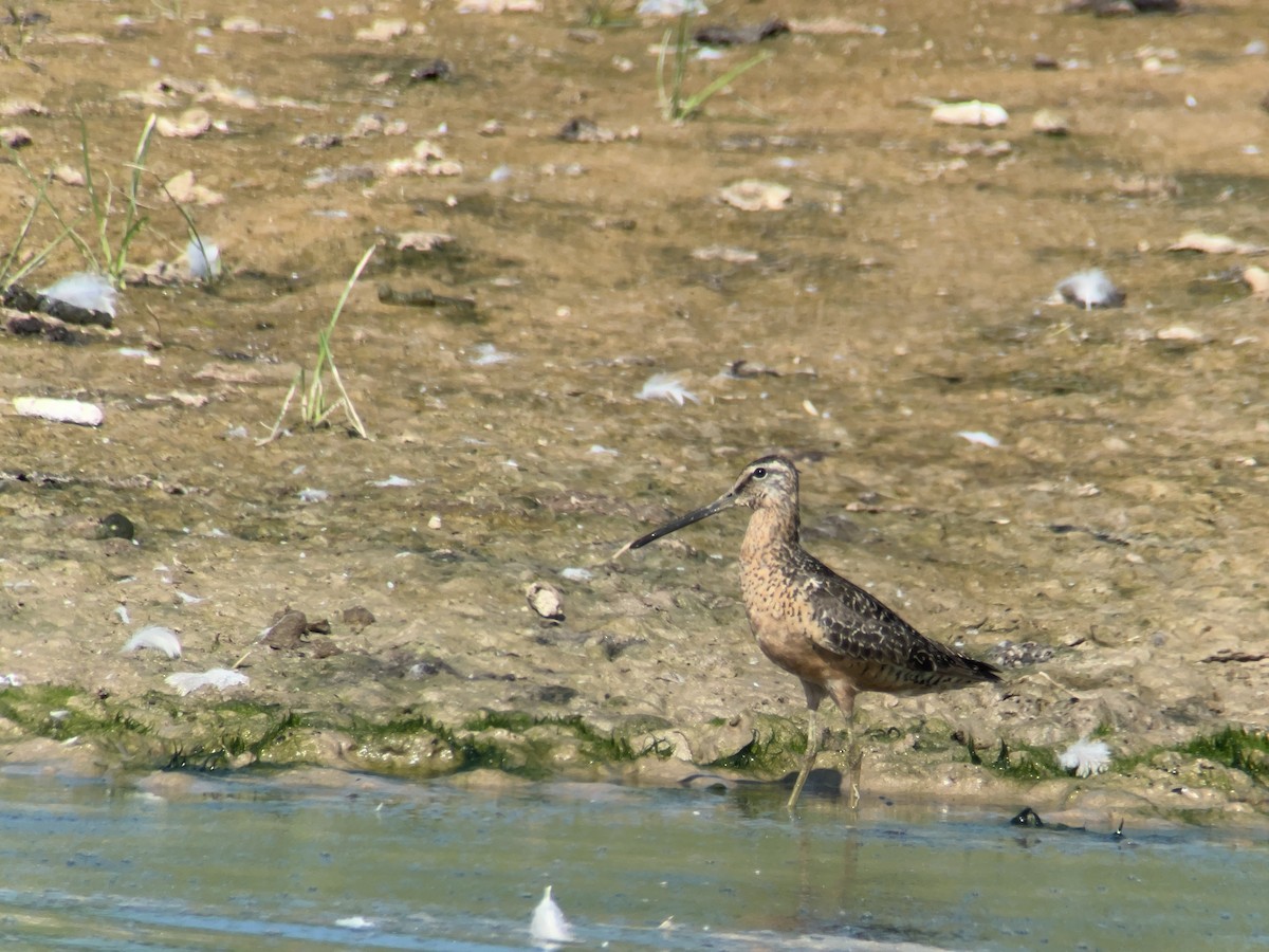 Long-billed Dowitcher - ML472558211