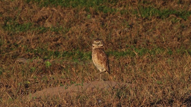Burrowing Owl - ML472560