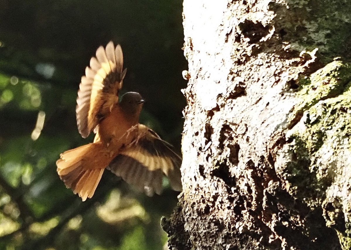 Rufous Flycatcher-Thrush - Craig Rasmussen