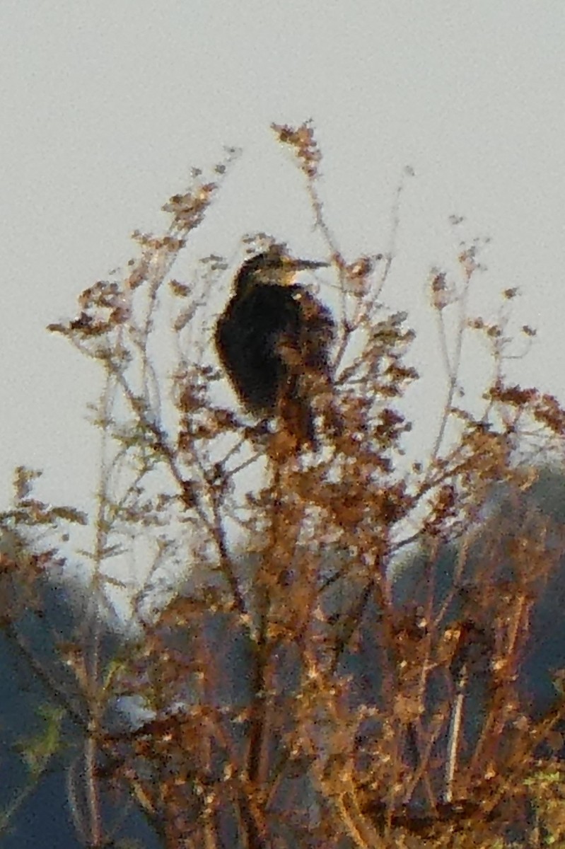 Eastern Meadowlark - ML472560971