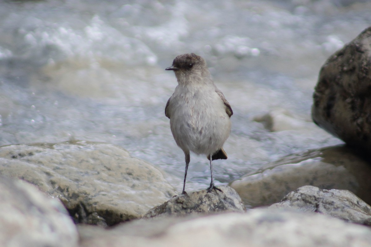 Dark-faced Ground-Tyrant - ML472561171