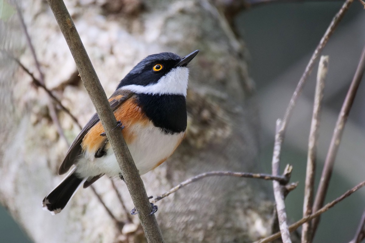 Cape Batis - Alexandre Vinot