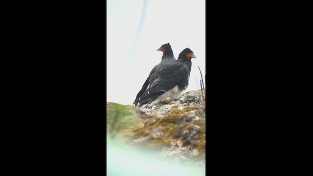 Mountain Caracara - ML472561271