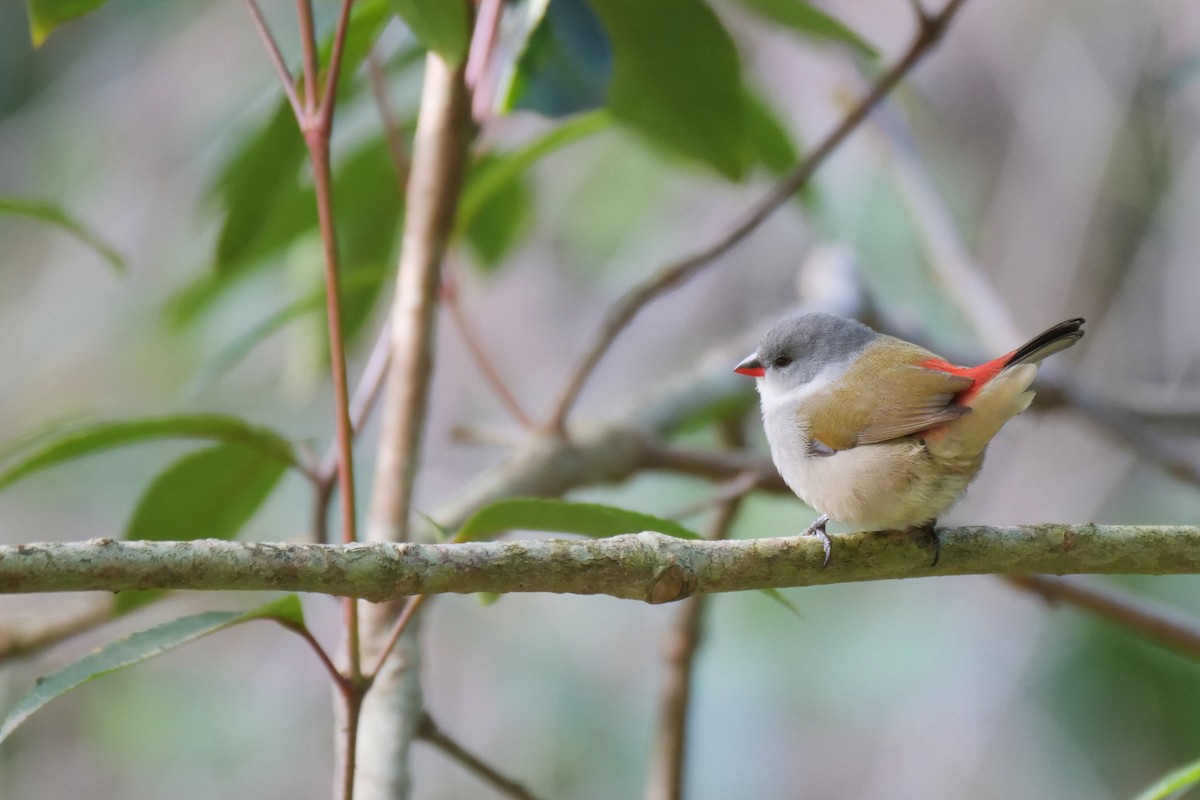 Swee Waxbill - ML472562181