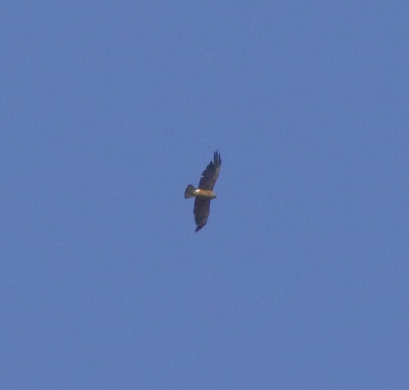 Swainson's Hawk - ML472563681