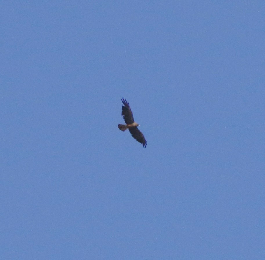 Swainson's Hawk - ML472563701