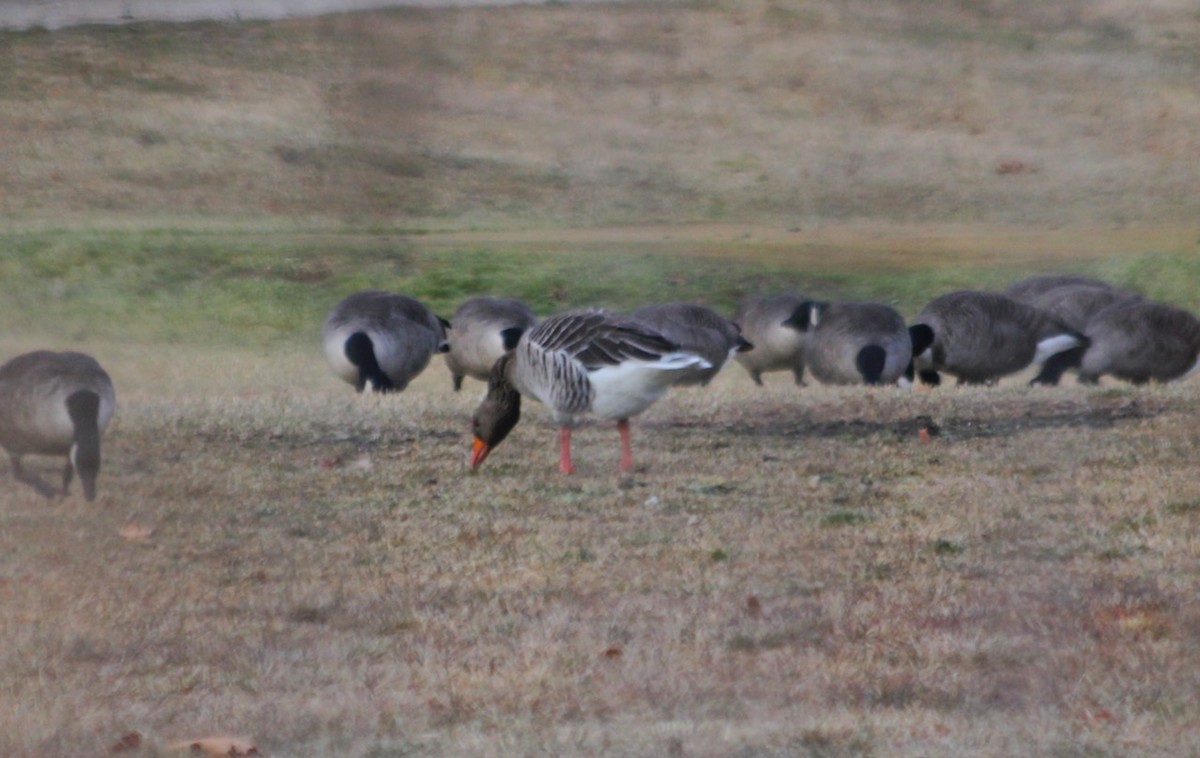 Graylag Goose - ML472566831