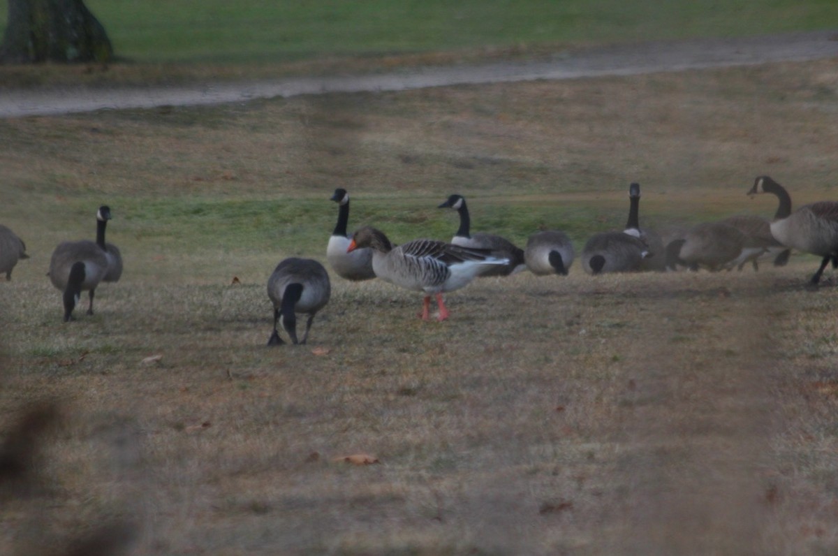 Graylag Goose - Stephen Brenner